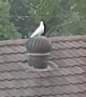 Bird Takes a Ride on Spinning Roof Vent