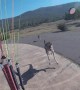 Curious Kangaroo Charges Paraglider
