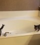 Sweet Kittens turn Bathtub into their Playground