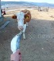 Bizarre moment cow eats a fish