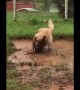 Adorable Dirty Doggy