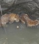 Spot of bother: rescuers haul leopards from bottom of deep Indian well