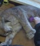 Adorable lynx absolutely loves to be brushed
