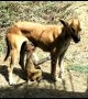 Dog adopts abandoned baby monkey in India