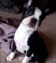Boston Terrier puppy scared after \'breaking wind\'