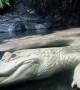 Rare Albino Alligator