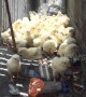 Dozens of chicks are rescued after falling into motorway storm drain