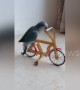 Well-trained parrot shows off incredible skills using tiny tools