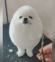 Fluffy puppy enjoys getting trimmed into a snowball shape