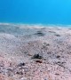 Fish Dives Under Sea Floor