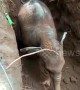 Villagers and forest rangers team up to rescue baby elephant trapped in well