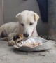 Dog shares his lunch with tiny chick in sweet show of friendship