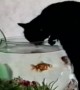 Kitty gets a Drink in an Unusual Spot