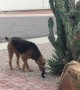 Dog and Coyote Make Perfect Play Pals