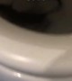 Chinatown Toilet has a Rat in it