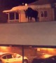 Moose on a Roof