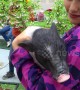 What a Babe! Pampered piglet enjoys pot belly pats