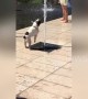 Playful French bulldog gets soaked trying to block street fountain