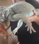 Holding Three Iguanas is No Easy Task