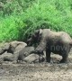 Playful elephants enjoy mucky sibling wrestle in river mud