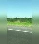 Perfectly planted crop rows create hypnotic optical illusion when driven past
