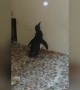 Penguins Chase a Light – Funny!