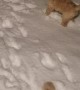 Puppies Play in Their First Snowstorm