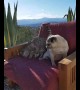 Cat wrestles pug off favourite cozy chair