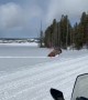 Bison Trudge Through Some Seriously Deep Snow
