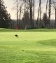 Eagle Makes a Hole in One!