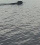 Big Black Bear Swims Across Bay