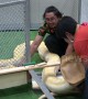 Giant Burmese Python unloaded from crate to Thai pet show