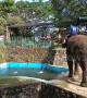 Hilarious elephant giggles while spraying zoo guests