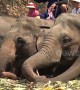 Elephants treated to 'all-you-can-eat' buffet as Thailand celebrates National Elephant Day