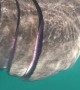 Up Close and Personal with a Basking Shark