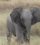 AFV\'s Funniest Elephants