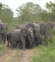 Wild Elephants Protect Young from Wild Dogs