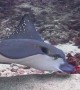 Eagle Ray Glides Across Ocean Floor