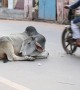 Holy cow! Bovine stays fast asleep in middle of busy street traffic