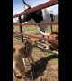 Shiba Inu gets a French kiss from a Texas Longhorn bull