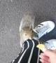 Squirrel Snags a Snack