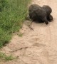 Elephant Calf Comes Over to Play