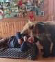 Brown bear refuses to share sofa with his human