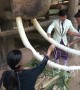 Tourists in Thailand put string on elephant's tusks for good luck