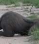Baby Elephant Naps After Playtime With His Trunk