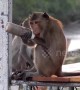 Heartbreaking moment wild monkey is found with plastic bottle stuck on his wrist