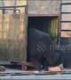 Heartwarming moment rescued bear steps out of cage for freedom