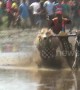 A gritty competition! Indonesian town hosts thrilling ox-plough racing