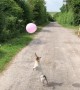 Little Jack Russell terrier goes hopping mad for balloon