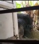 Sloth bear breaks into residential community in central India